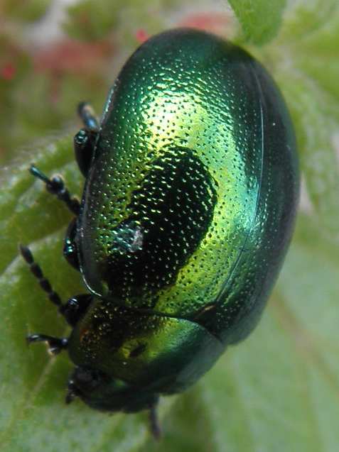 Chrysolina herbacea?